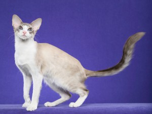 Балийски котка природата и характеристиките на породата