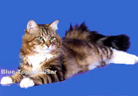 Barselit - сибирски котки цветове червено, райета, злато, мрамор, тигър, синьо, сиво