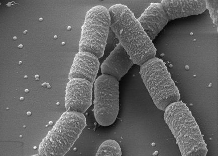 Bacillus - бактерия прътовидния