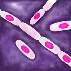 Bacillus - бактерия прътовидния