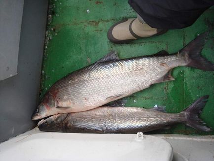 Inconnu - основен търговски риба