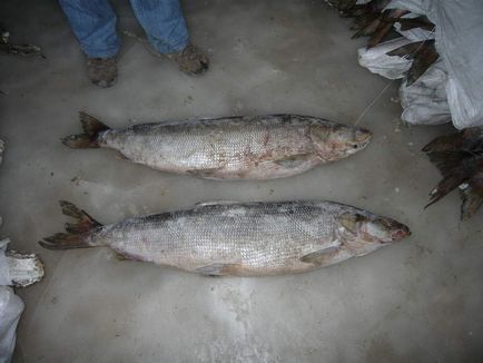 Inconnu - основен търговски риба