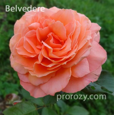 Белведере, вида рози - обсъждане и снимки