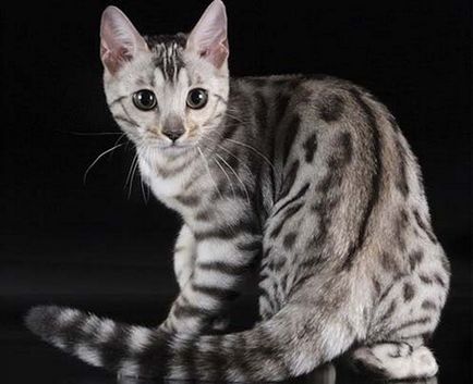 Бенгалия котка снимка, описание порода, характер, видео, цена - murkote за котки и котки