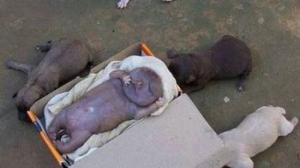 Бездомно куче роди човешко бебе