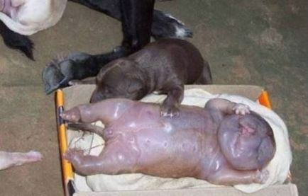 Бездомно куче роди човешко бебе
