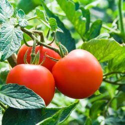 Щастлив ден за засаждане на домати на лунния календар през 2017 г.
