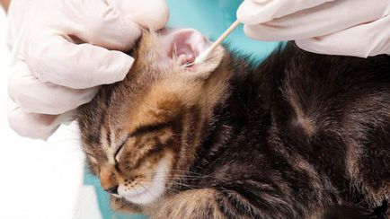 Уши заболяване при котки симптоми и лечение в домашни условия