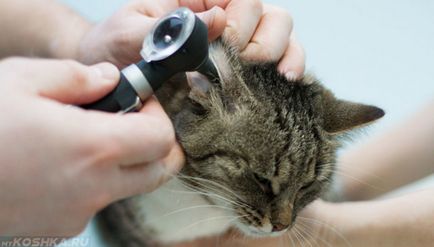 Уши заболяване при котки симптоми и лечение в домашни условия