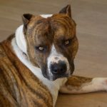 Борба породи кучета (50 снимки) японските с лице на плъх, заплашителни кучета, както и списък на видовете, питбул,