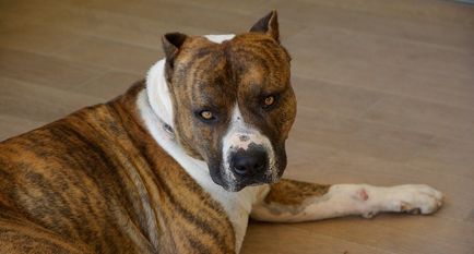 Борба породи кучета (50 снимки) японските с лице на плъх, заплашителни кучета, както и списък на видовете, питбул,