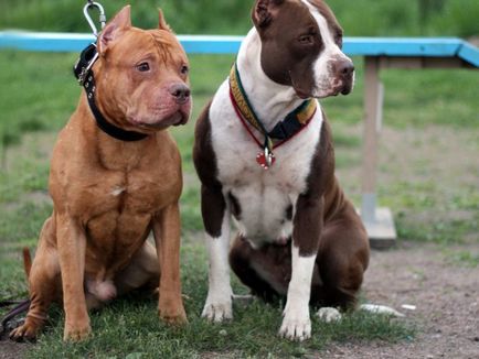 Борба породи кучета снимки, списък с имената и характеристиките на малки и големи кучета борба