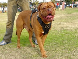 Борба породи кучета снимки, списък с имената и характеристиките на малки и големи кучета борба