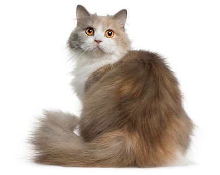 Британският дългокосият, описание порода, естеството на котки и снимки