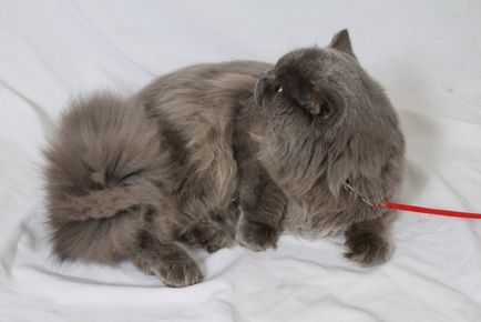 Британският дълга коса котка - цвят, характер, история