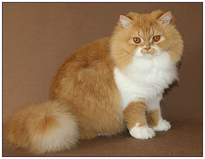 Британският дълга коса котка - цвят, характер, история