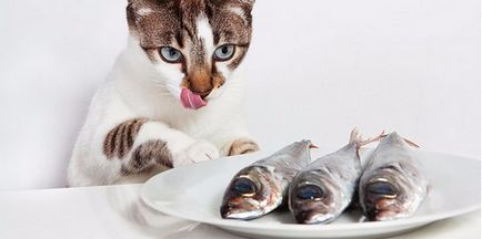 Какво и как да се хранят коте