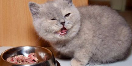 Какво и как да се хранят коте