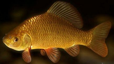 С какво да храним златна рибка езерце в дома, в страната