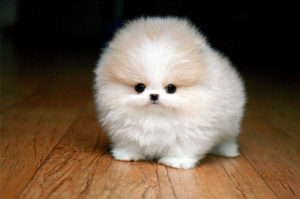 Емисията шпиц Pomeranian естествена храна и суха храна (Pomeranian) Какво да се хранят по-померан шпиц естествена храна и суха храна