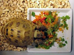 С какво да храним земя костенурка