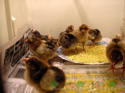Какво да се хранят пилета в първите дни от