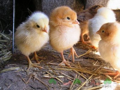 Какво да се хранят пилета в първите дни от