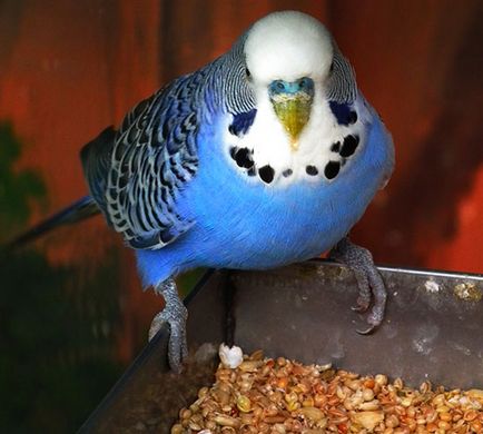 Какво да се хранят с вълнисто папагалче (с изключение на храна) в дома