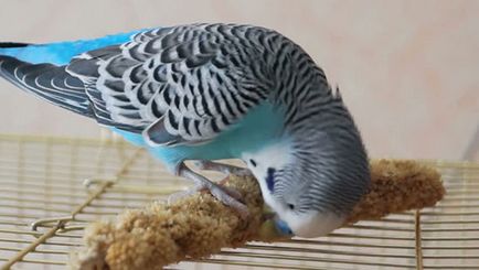Какво да се хранят с вълнисто папагалче (с изключение на храна) в дома