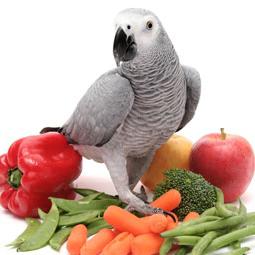 Папагалите Хранителните у дома