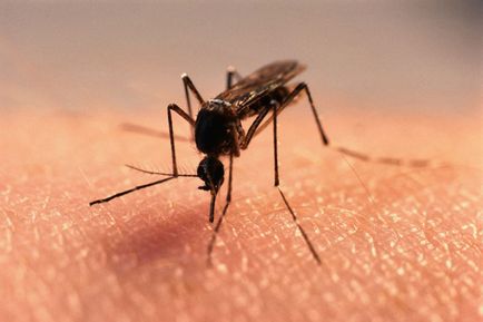 комар намазка хапе при деца, как да се отнасяме хапещи комари