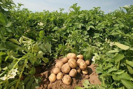 На изцапване картофи на засаждане в отвора