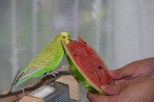 вълнисти папагалчета на дома фуражи, които дават птици с изключение на предварително приготвен