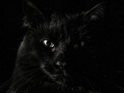 Черните котки (18 красиви снимки) (красива) Черните котки (18 красиви снимки)