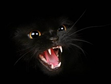 Черните котки (18 красиви снимки) (черен) Черните котки (18 красиви снимки)
