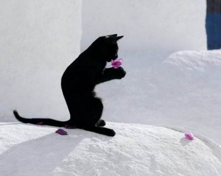 Черните котки (18 красиви снимки)