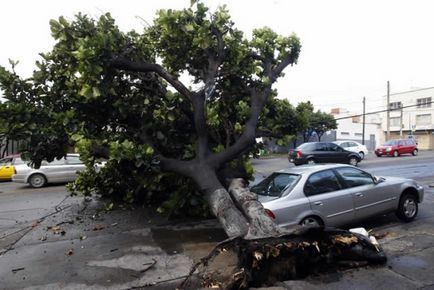 Какво става, ако едно дърво падна върху колата