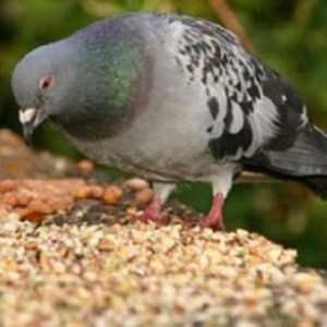 Че яденето на гълъби в страната