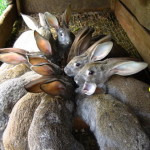 Това зайци се хранят у дома