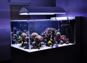 Това, което е необходимо за един аквариум с риби