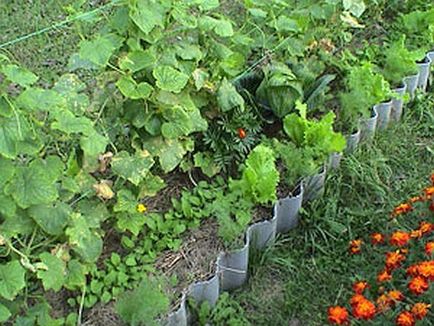 Какво да се засадят в градината с краставици