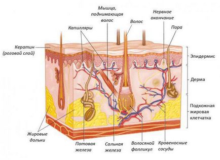 Каква е кожата и неговото значение за човешкото тяло