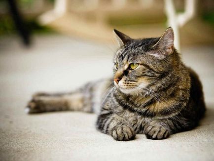 Темпера в котки симптоми, лечение, риск за човешкото