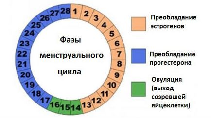 Месечен цикъл на това как да се разчита, продължителността и степента на огъване