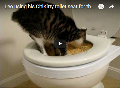 Citikitty - настроен да привикнат котката до тоалетната от 600 рубли