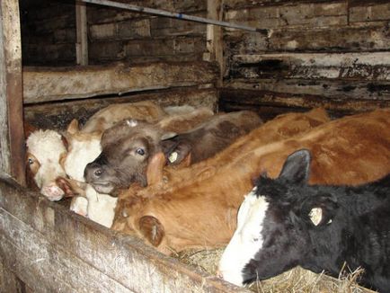 Съдържание на едър рогат добитък, ферма за крави с ръцете си