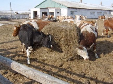 Съдържание на едър рогат добитък, ферма за крави с ръцете си