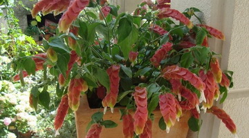 Цветя снимки висят-Даунинг Diascia и отглеждане от семена, засаждане и грижи (снимка) Цветя снимки делта-Даунинг Diascia и отглеждане от семена, засаждане и грижи
