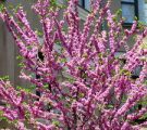 Цветя снимки делта-Даунинг Diascia и отглеждане от семена, засаждане и грижи (отглеждане от семена) Цветя снимки делта-Даунинг Diascia и отглеждане от семена, засаждане и грижи