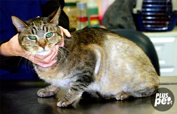 Акне при котки снимка, симптоми и лечение в домашни условия